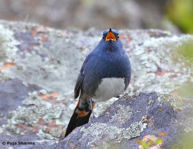 White-bellied Redstart - Puja Sharma