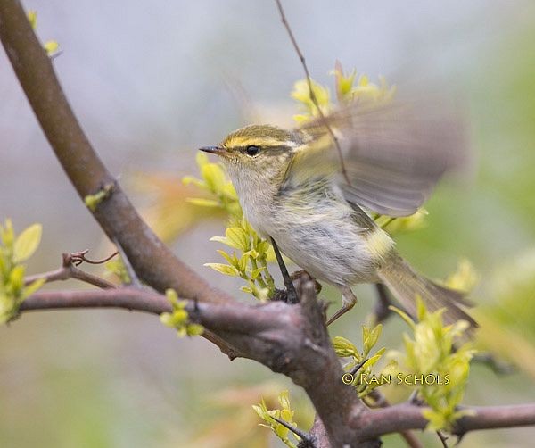 Pallas's Leaf Warbler - ML379498671