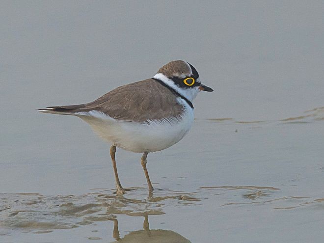 Little Ringed Plover - ML379498691