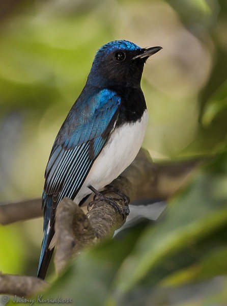 Blue-and-white Flycatcher - ML379499231