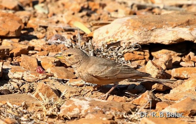 Desert Lark - Dr. Raghavji Balar