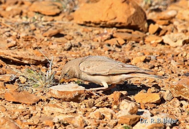 Desert Lark - ML379499261