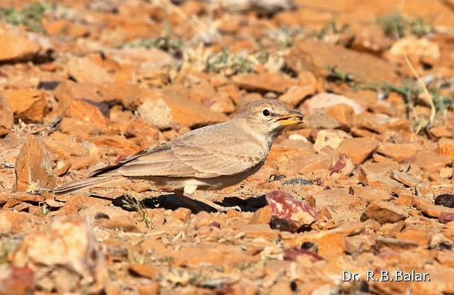 Desert Lark - ML379499271