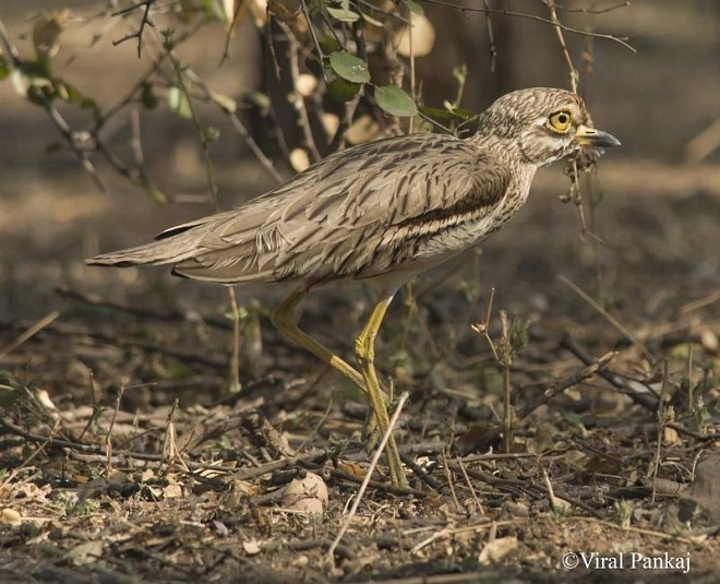 Indian Thick-knee - ML379499311