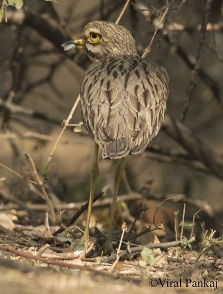 Indian Thick-knee - ML379499351