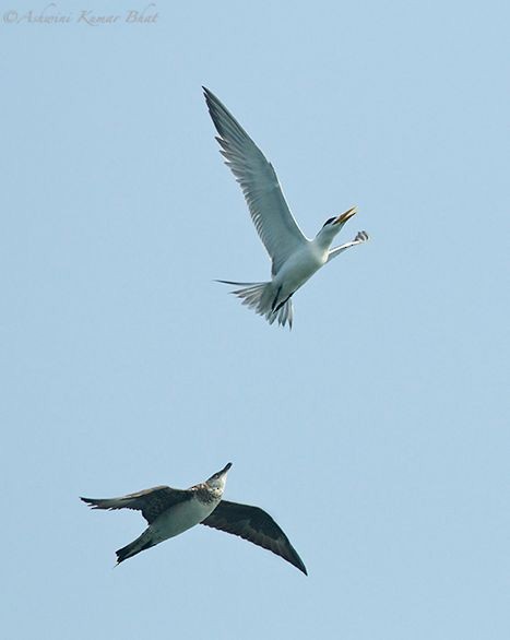 Parasitic Jaeger - ML379499891