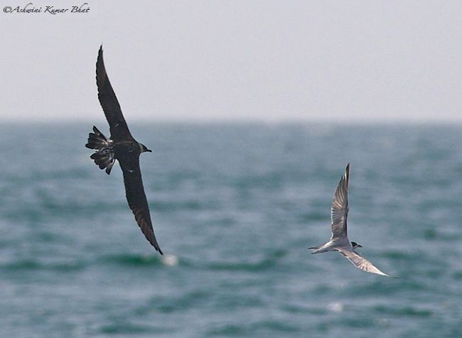 Parasitic Jaeger - ML379499921