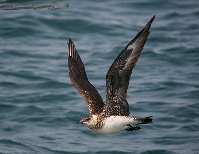 Parasitic Jaeger - ML379499951