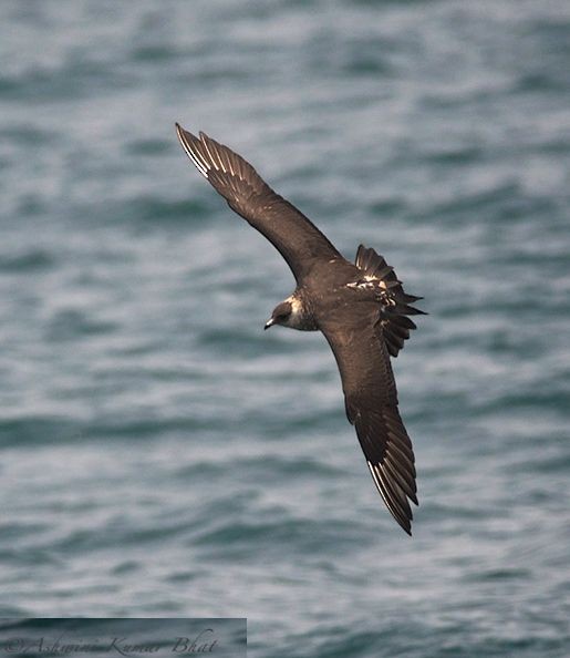 Parasitic Jaeger - ML379499971