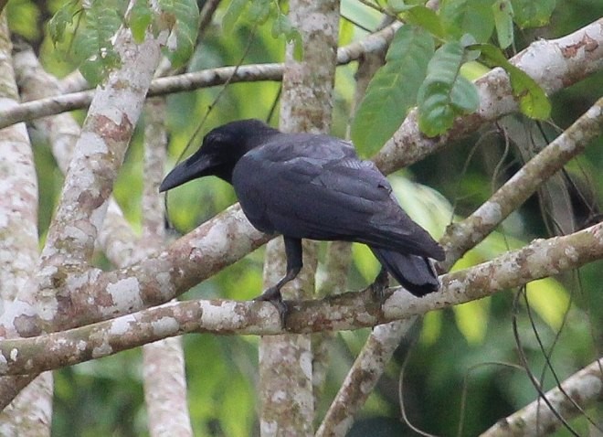 Slender-billed Crow (Sunda) - ML379500021