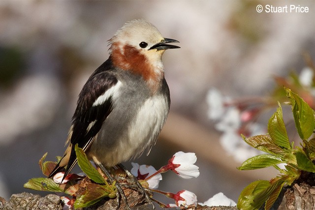 špaček japonský - ML379500281