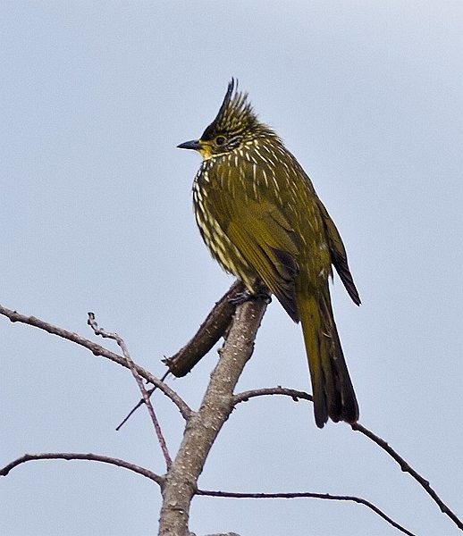 Striated Bulbul - ML379500291