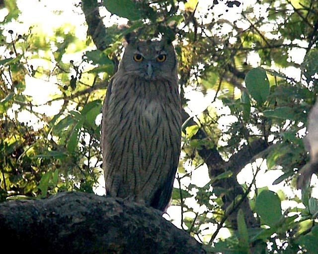 Dusky Eagle-Owl - Vinod Gupta