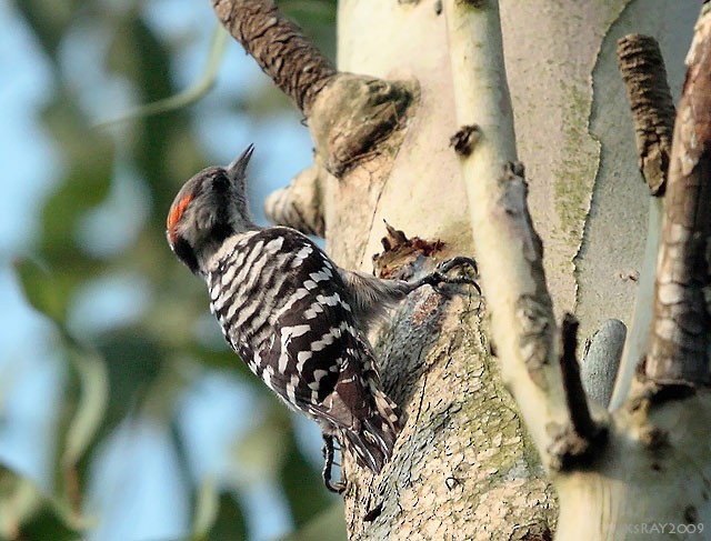 Gray-capped Pygmy Woodpecker - Kshounish Ray