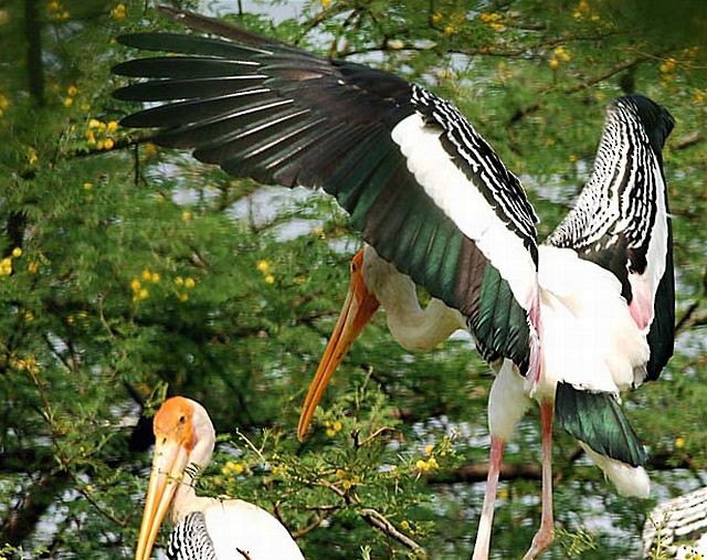 Painted Stork - Vinod Gupta
