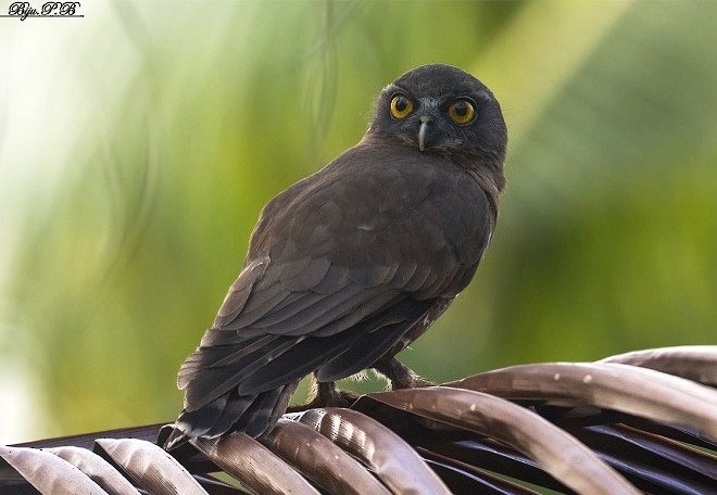 Brown Boobook - ML379500431