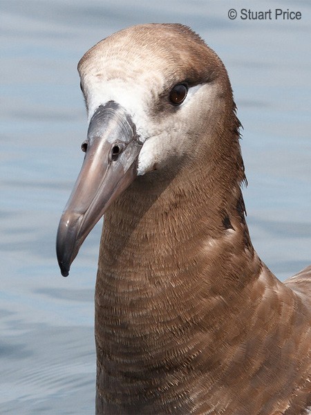 Black-footed Albatross - ML379500511