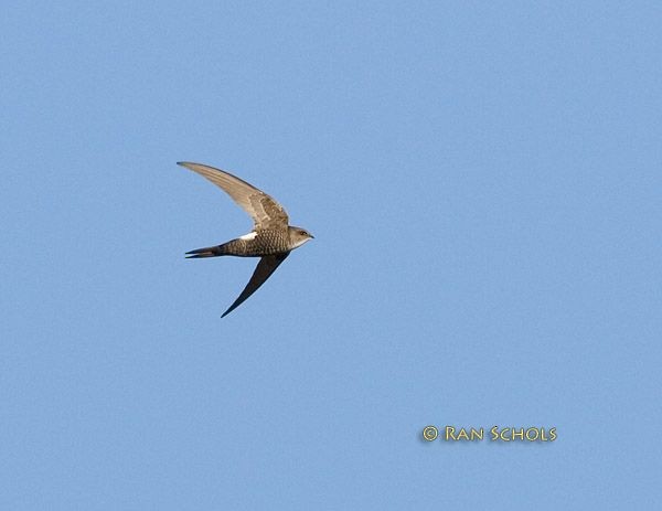 Pacific Swift - ML379501131