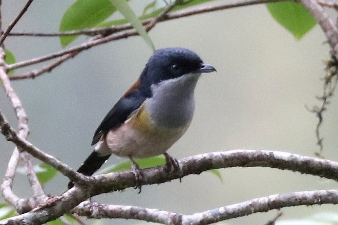 Black-headed Shrike-Babbler - ML379501141