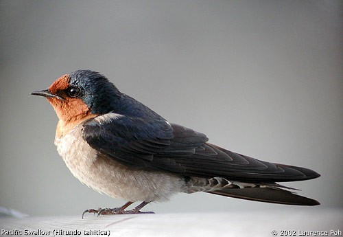 Pacific Swallow (Pacific) - ML379501471