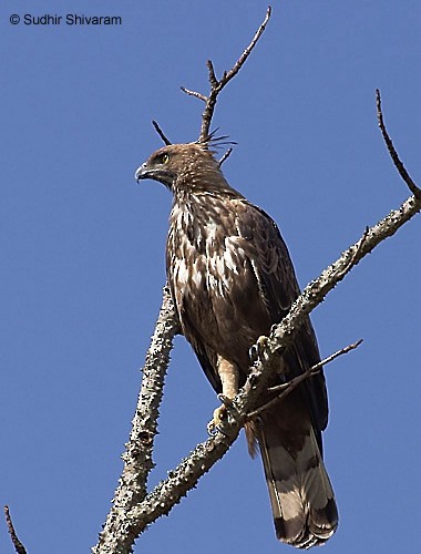 Changeable Hawk-Eagle (Crested) - ML379501941