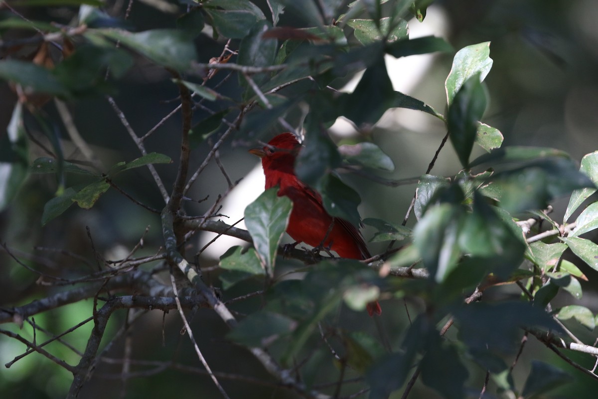 Summer Tanager - joan garvey