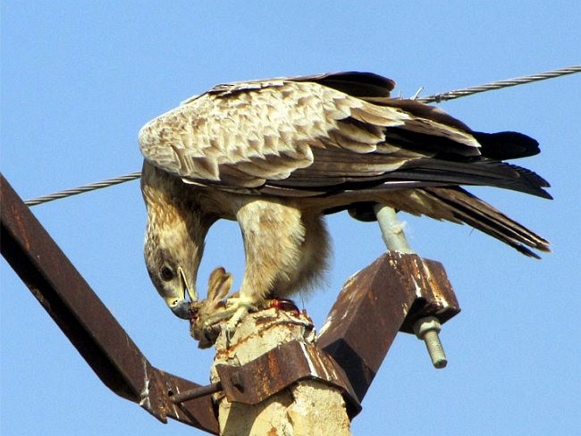 Tawny Eagle - ML379502531