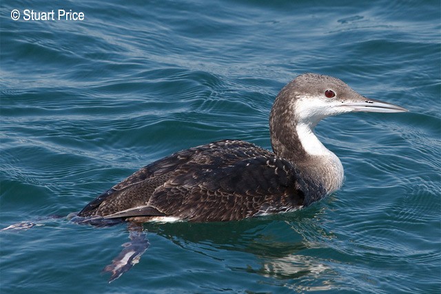 Arctic Loon - ML379502541