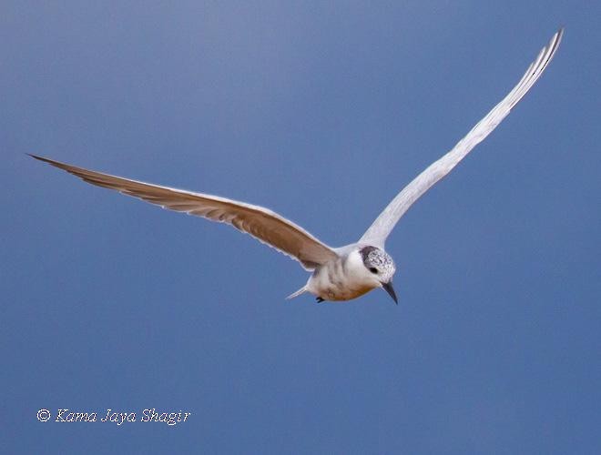 Whiskered Tern - ML379502711