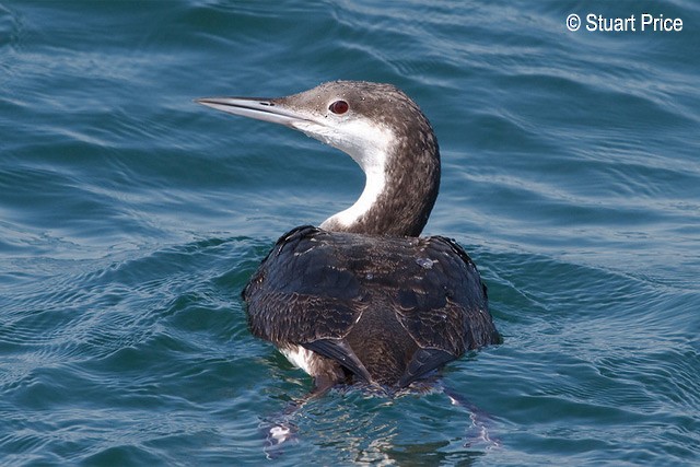 Arctic Loon - Stuart Price