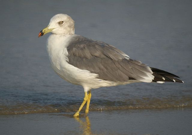 Black-tailed Gull - ML379503191