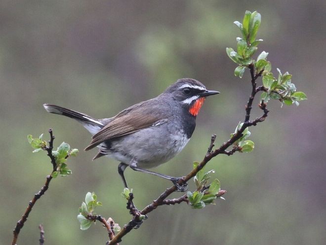 Chinese Rubythroat - ML379503251