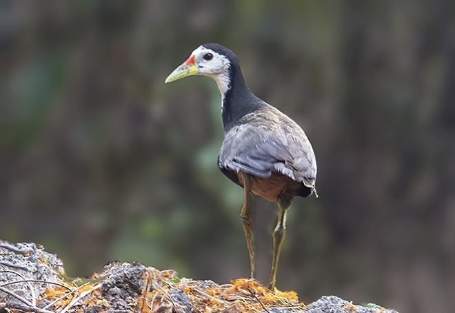 White-breasted Waterhen - ML379503411