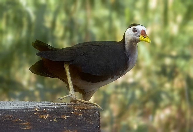 White-breasted Waterhen - ML379503421