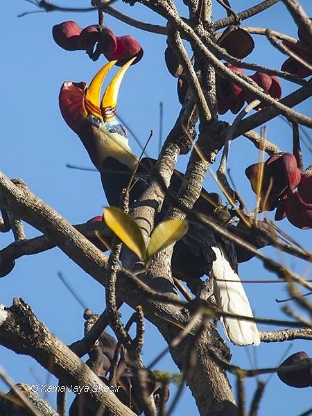 Knobbed Hornbill - ML379503731