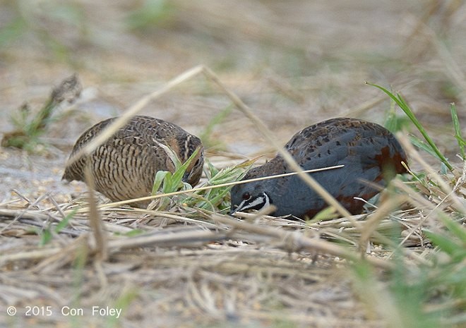 Blue-breasted Quail - ML379503741