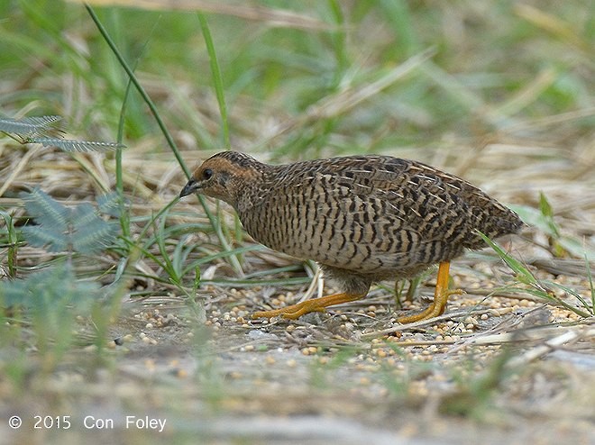 ヒメウズラ - ML379503751