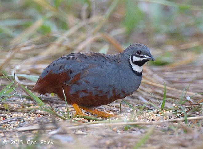 ヒメウズラ - ML379503761