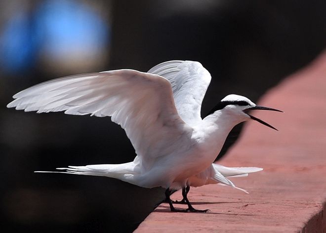 Black-naped Tern - SHYAM GHATE