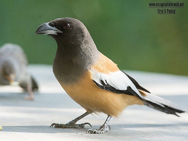 Rufous Treepie - ML379504081