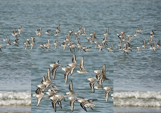 Sanderling - jaysukh parekh Suman