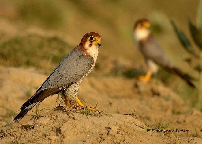 Red-necked Falcon (Asian) - Padmanav Kundu