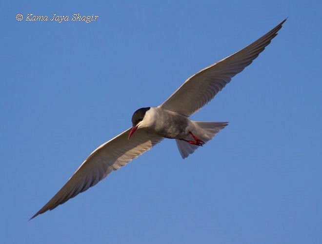 Whiskered Tern - ML379504461