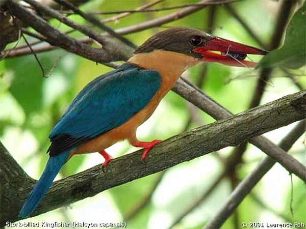 Stork-billed Kingfisher - ML379504551