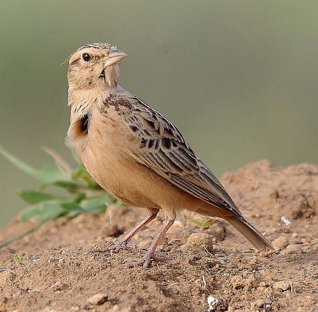 Tawny Lark - ML379504741