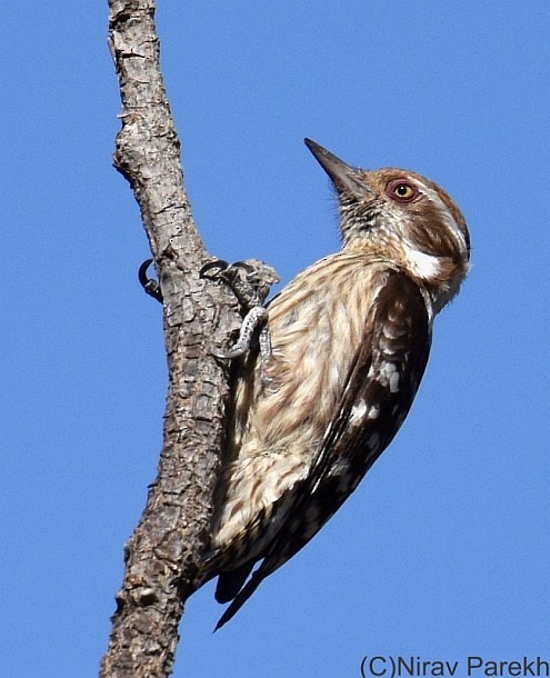 Brown-capped Pygmy Woodpecker - ML379505571