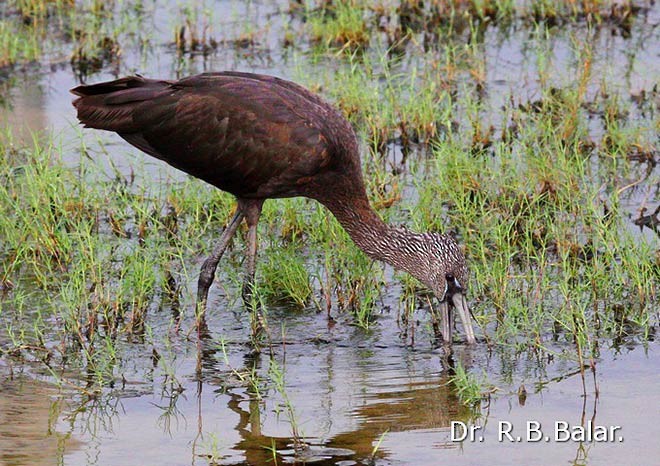 Glossy Ibis - ML379505691