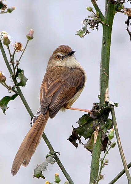 Plain Prinia - ML379506051