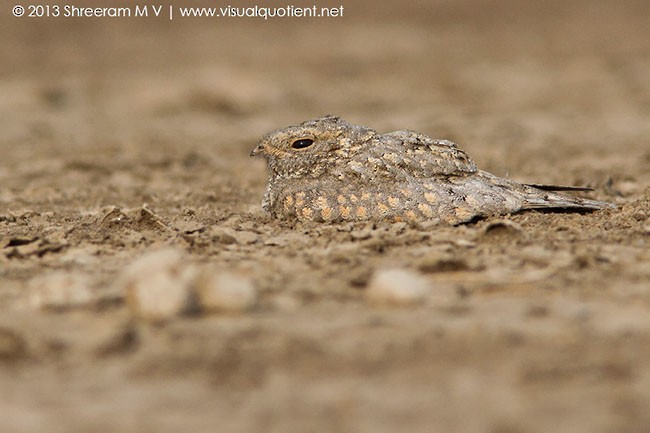 Sykes's Nightjar - ML379506251