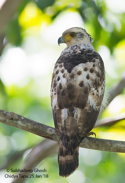 Crested Serpent-Eagle (Andaman) - Subhadeep Ghosh